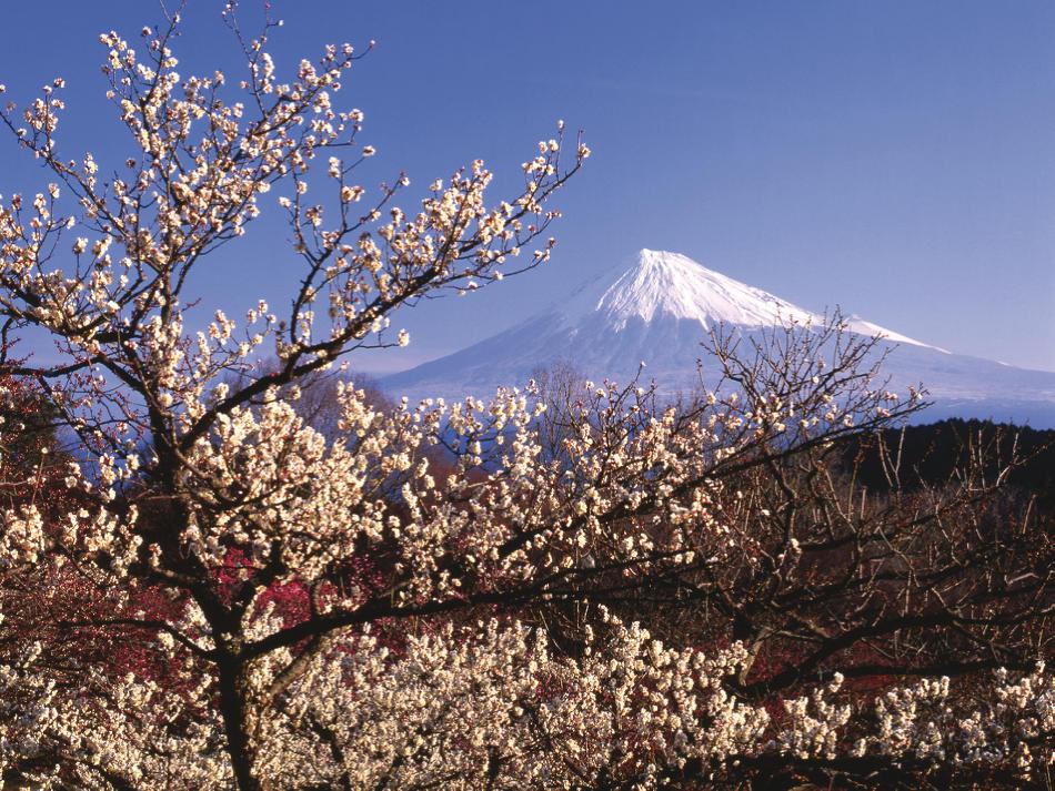 White plum blossoms frame the magnificent Mt Fuji -  Photo: Istock Photography