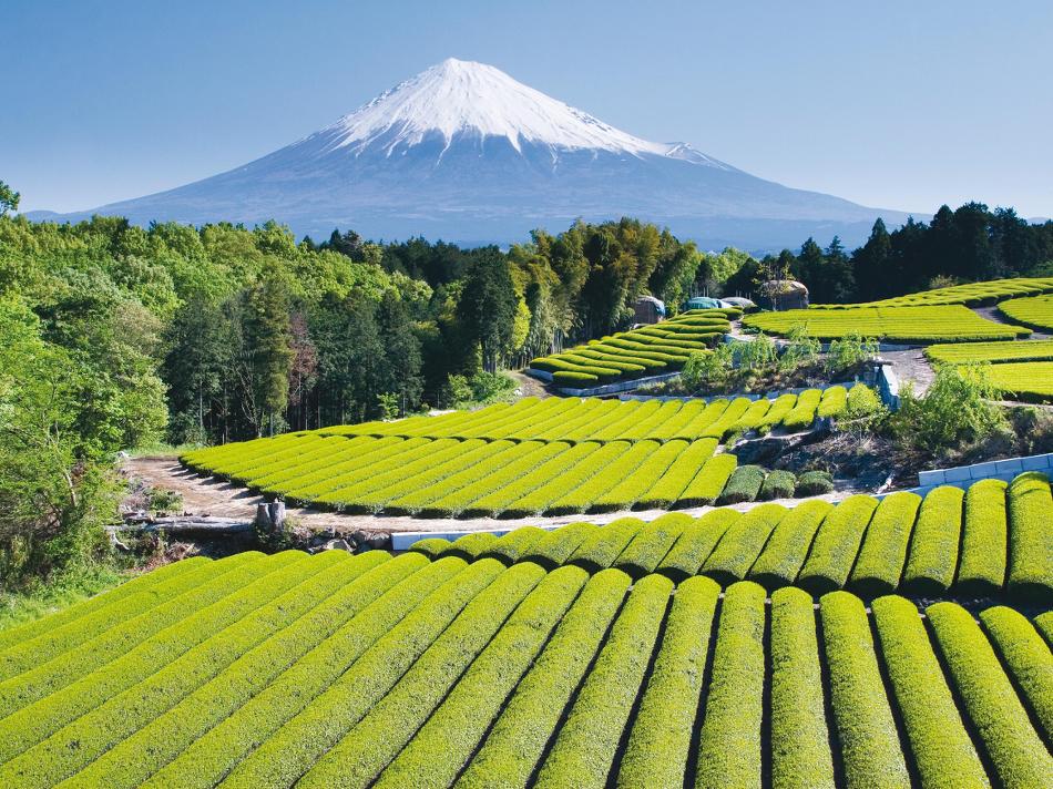 You will enjoy amazing views of Mount Fuji on our Backroads of Japan trip -  Photo: Istock photos