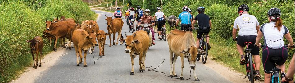 Cycling in Vietnam -  Photo: Richard I'Anson