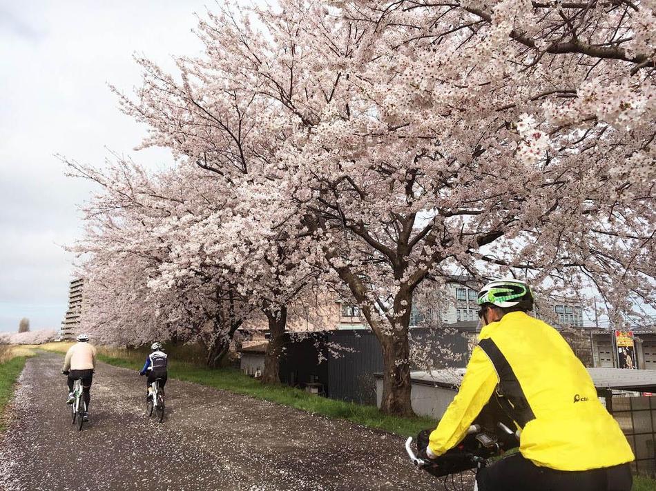 Cycling the Blossom Trails of Japan -  Photo: Cycling Japan